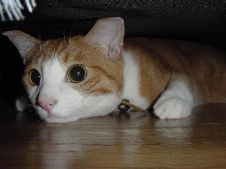 ベッドの下のレオ