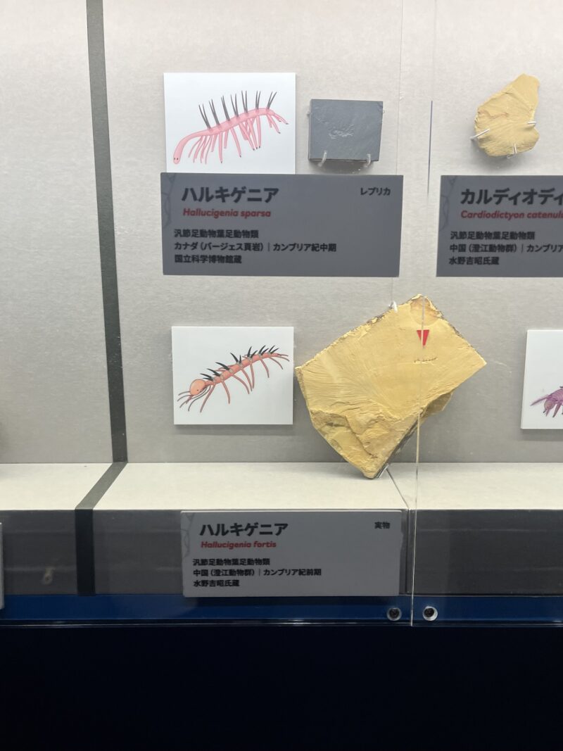 大絶滅展＆ワニ